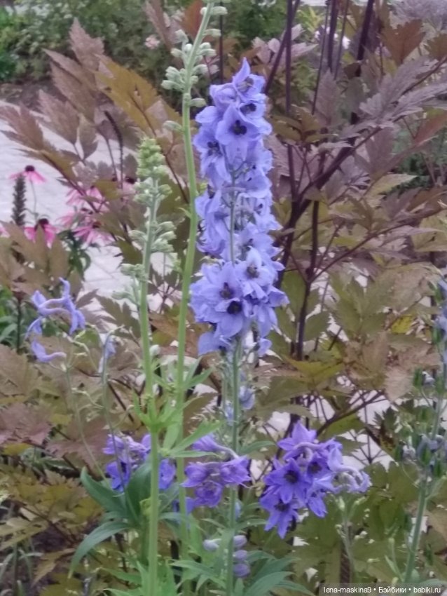 Пупсята, осень и цветочки (фото 8)