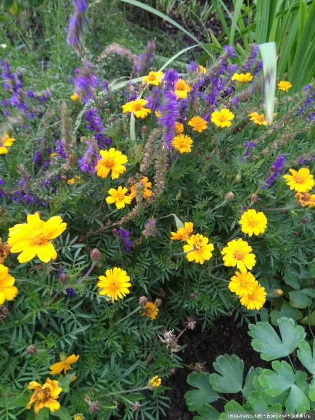 Пупсята, осень и цветочки (фото 3)