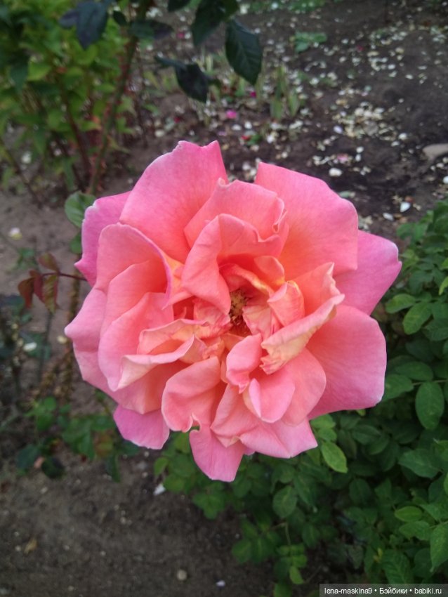 Пупсята, осень и цветочки