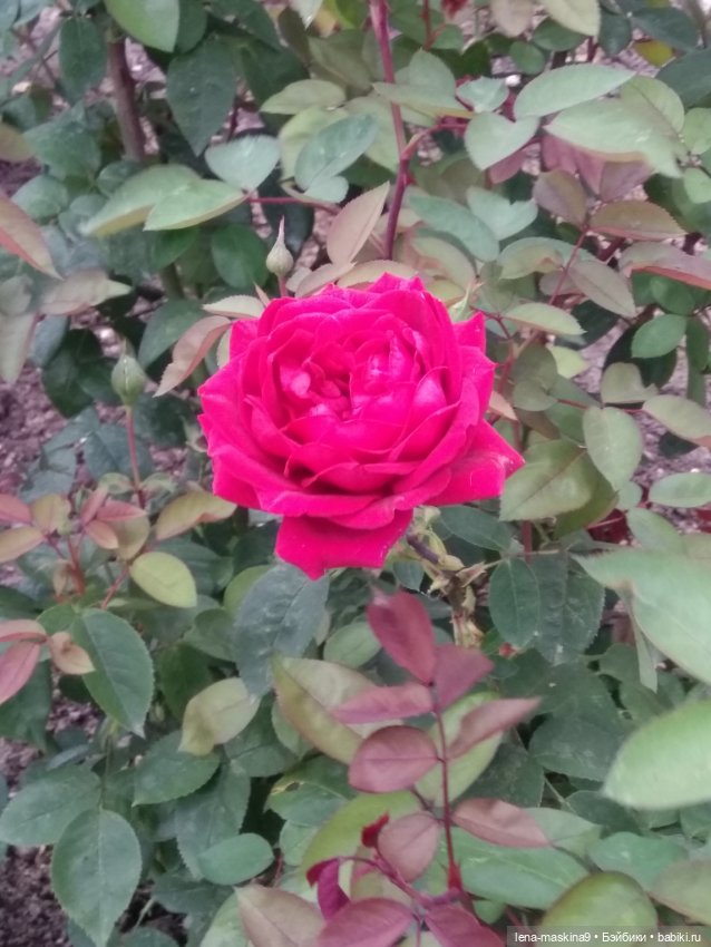 Пупсята, осень и цветочки