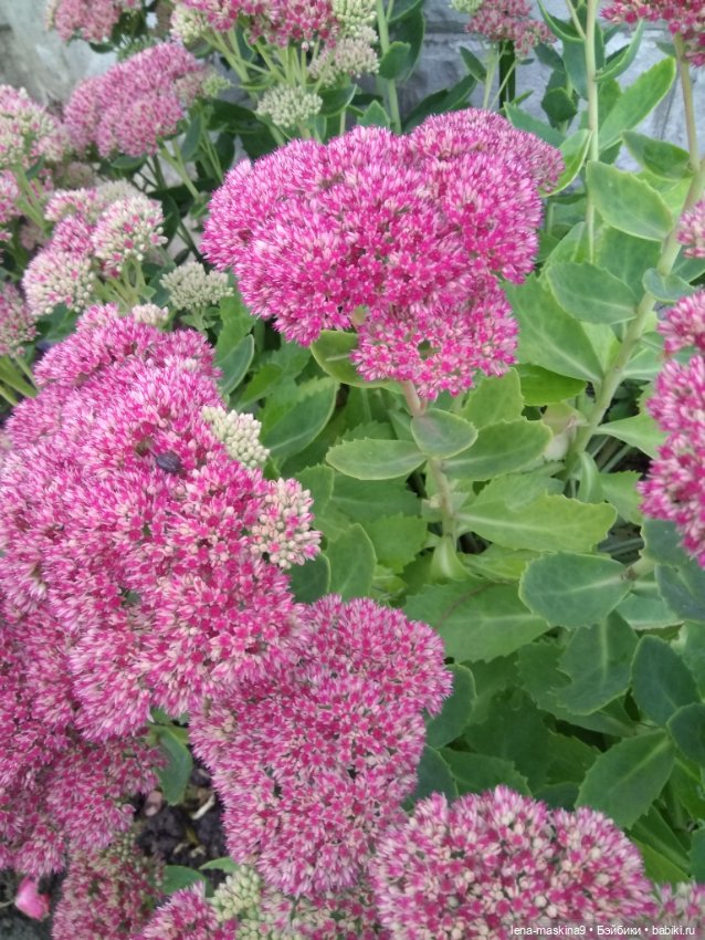 Пупсята, осень и цветочки