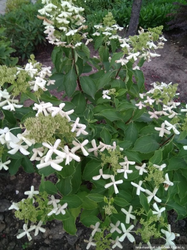 Пупсята, осень и цветочки