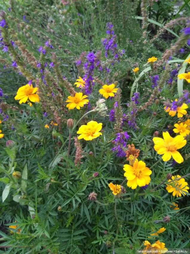 Пупсята, осень и цветочки