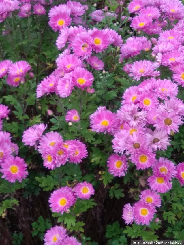 Пупсята, осень и цветочки