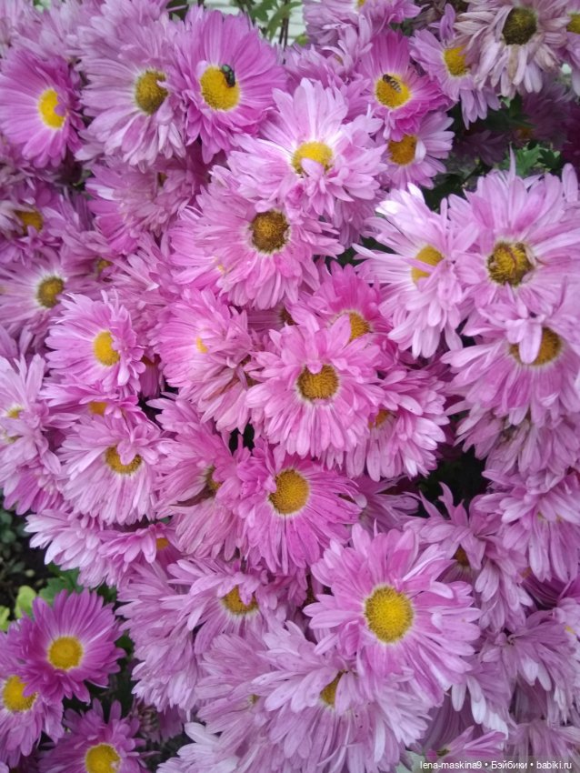 Пупсята, осень и цветочки