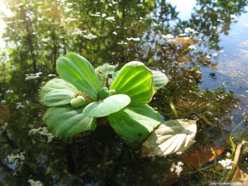 Одиночка — Лепка авторских кукол: полимерная глина