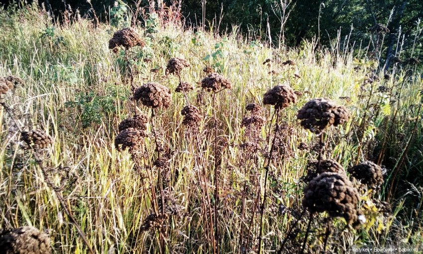 Концепция — Гибриды шарнирных кукол (не БЖД): подбор тела (фото 7)