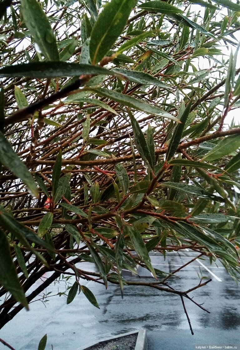 Концепция — Гибриды шарнирных кукол (не БЖД): подбор тела (фото 2)