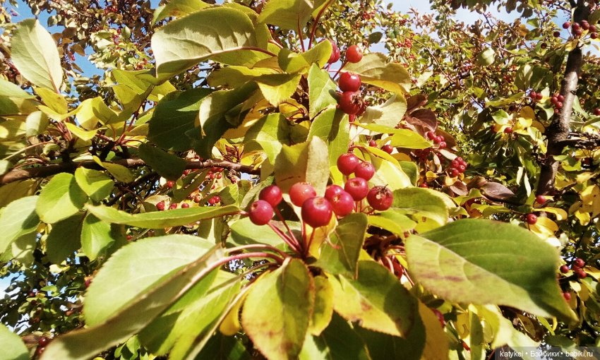 Концепция — Гибриды шарнирных кукол (не БЖД): подбор тела (фото 9)