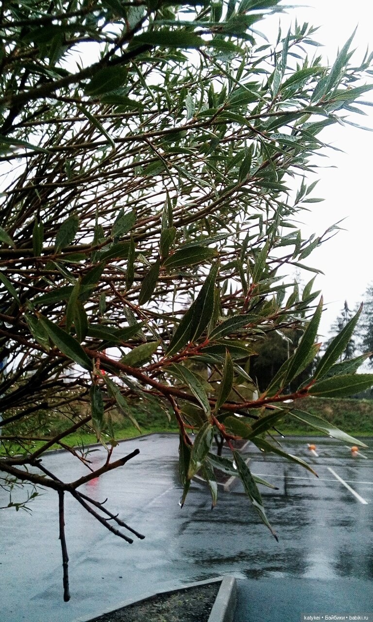 Концепция — Гибриды шарнирных кукол (не БЖД): подбор тела (фото 4)