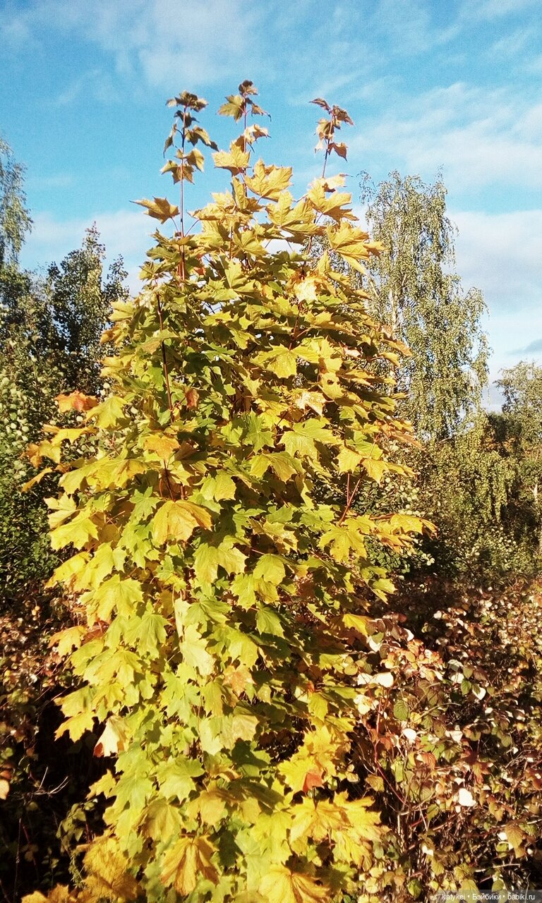 Концепция — Гибриды шарнирных кукол (не БЖД): подбор тела (фото 8)