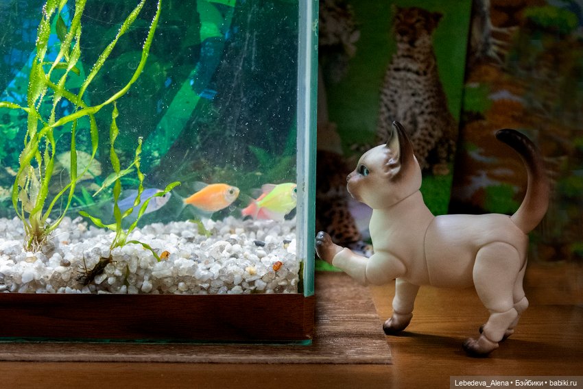 Домашний "океанариум" — Фотоистории с куклами BJD (БЖД): сериалы (фото 4)