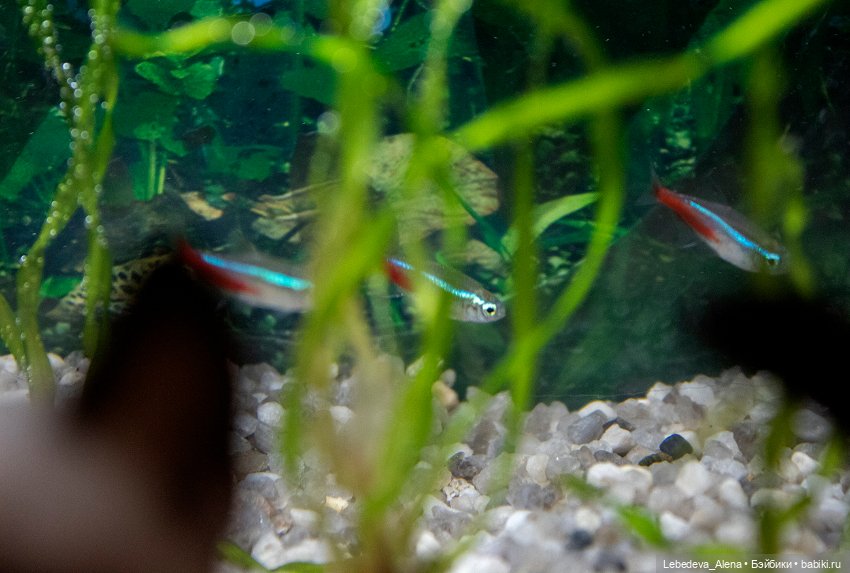 Домашний "океанариум" — Фотоистории с куклами BJD (БЖД): сериалы (фото 6)