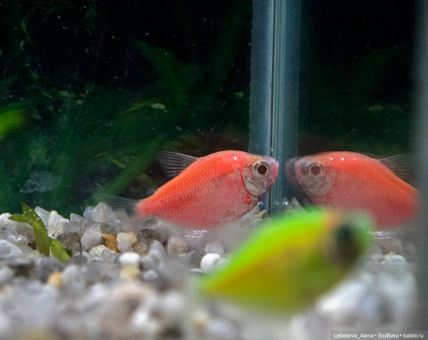 Домашний "океанариум" — Фотоистории с куклами BJD (БЖД): сериалы (фото 5)