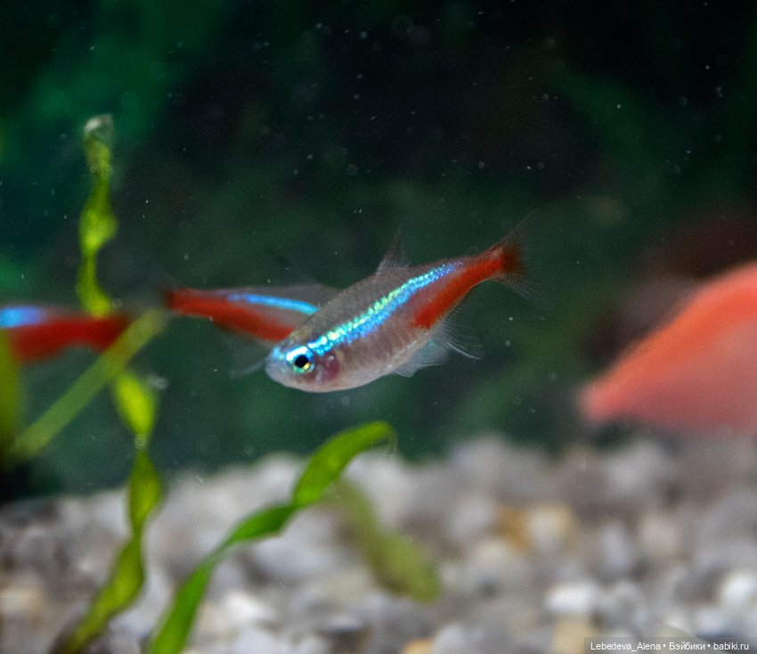 Домашний "океанариум" — Фотоистории с куклами BJD (БЖД): сериалы (фото 7)