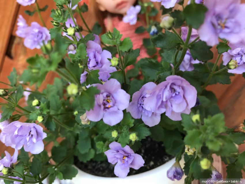 Куклы Tafidolls (Татьяна Филенко): российские BJD (БЖД) (фото 7)