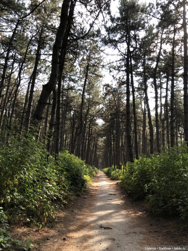 Прогулка в городском лесу (фото 4)