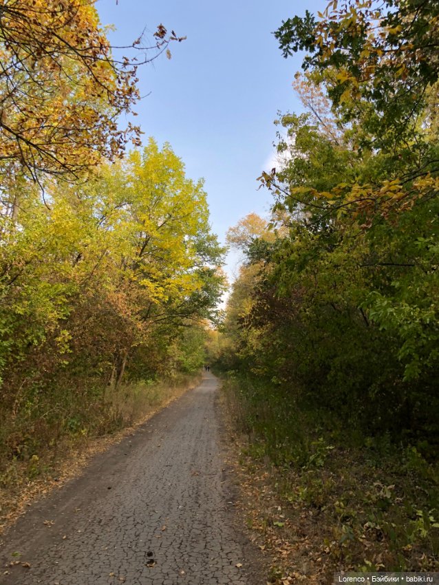 Прогулка в городском лесу