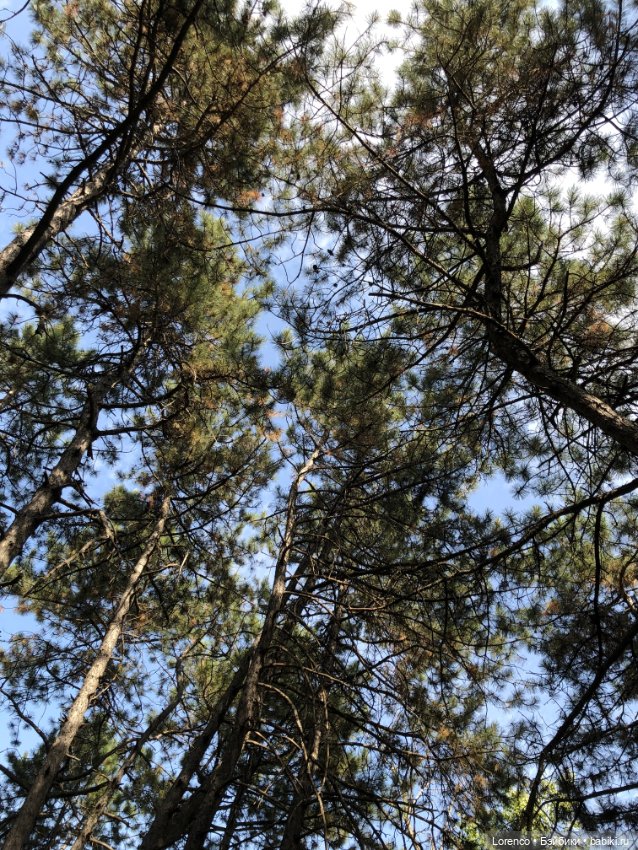 Прогулка в городском лесу (фото 7)