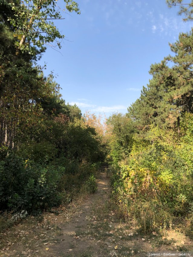 Прогулка в городском лесу (фото 9)