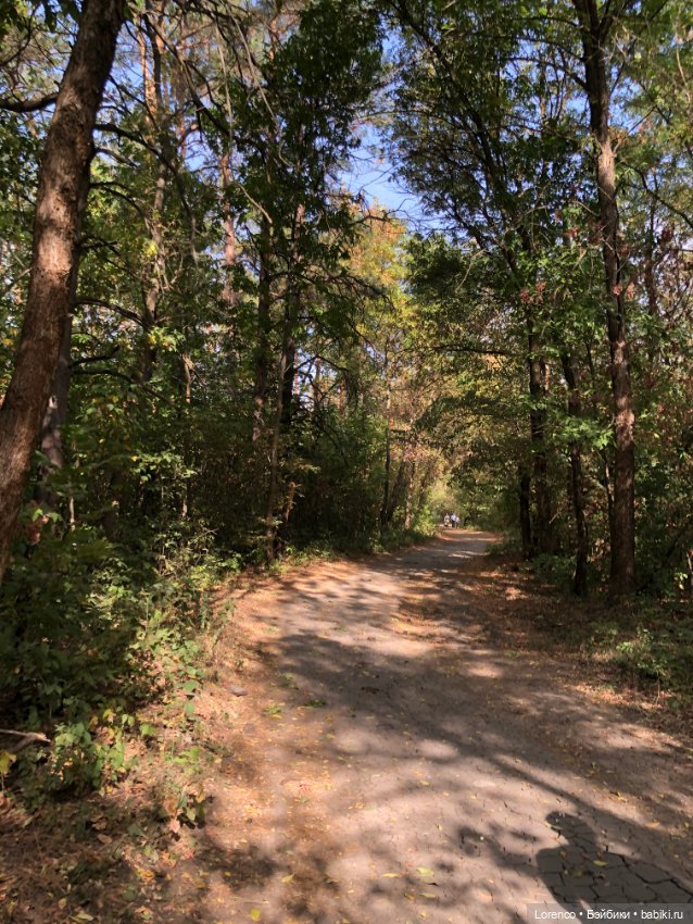 Прогулка в городском лесу