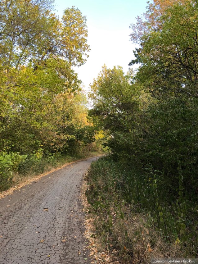 Прогулка в городском лесу