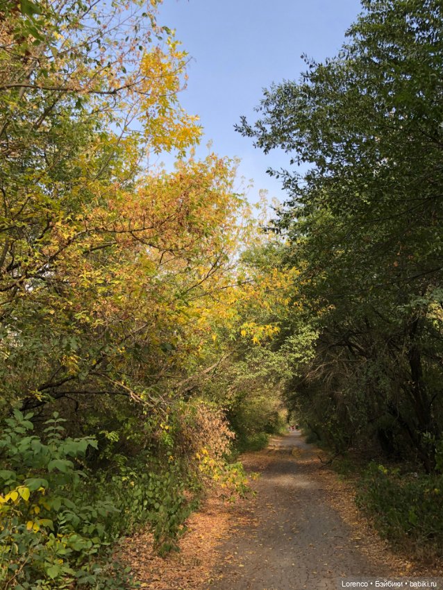Прогулка в городском лесу
