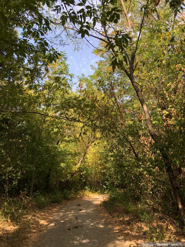 Прогулка в городском лесу