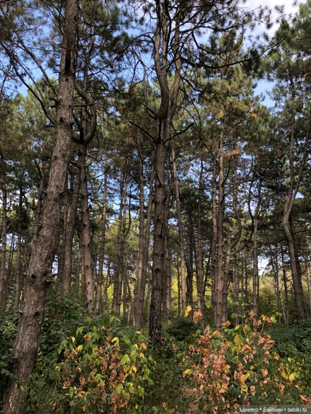 Прогулка в городском лесу