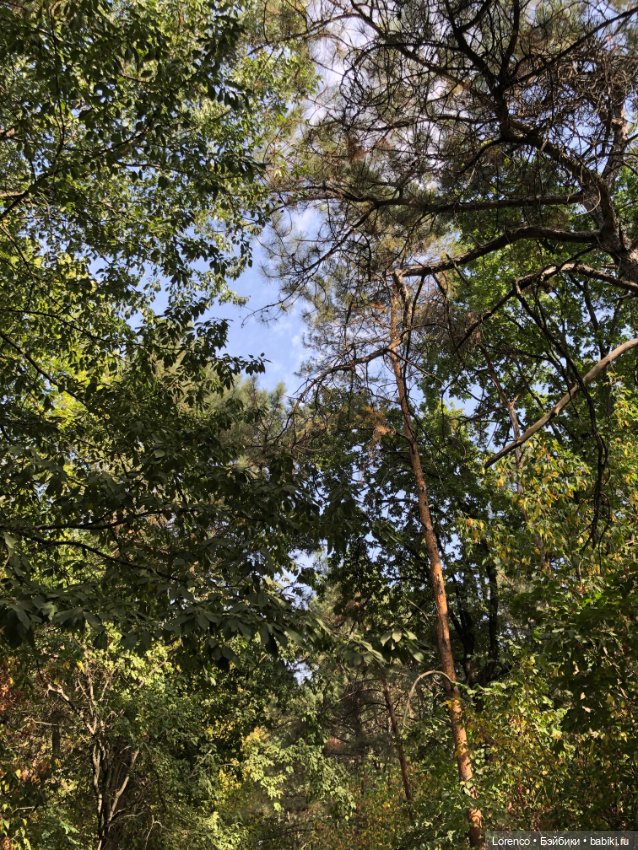 Прогулка в городском лесу (фото 10)