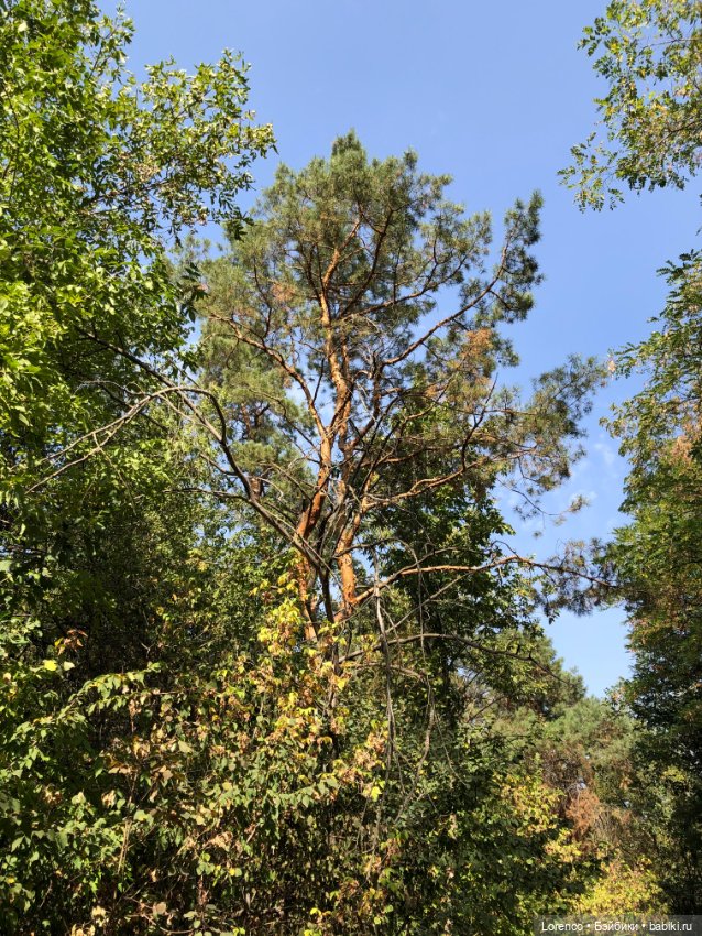 Прогулка в городском лесу