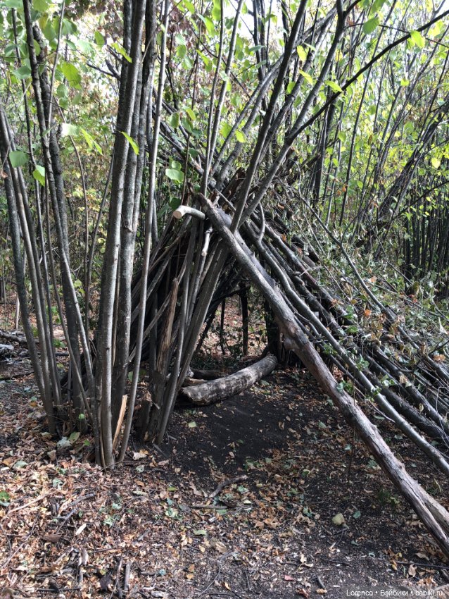 Прогулка в городском лесу