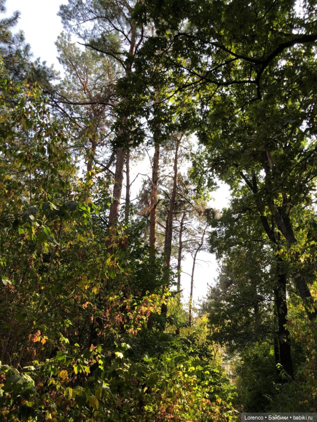 Прогулка в городском лесу