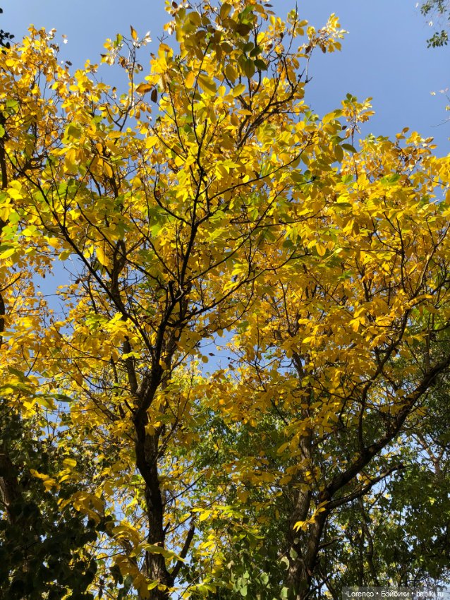 Прогулка в городском лесу