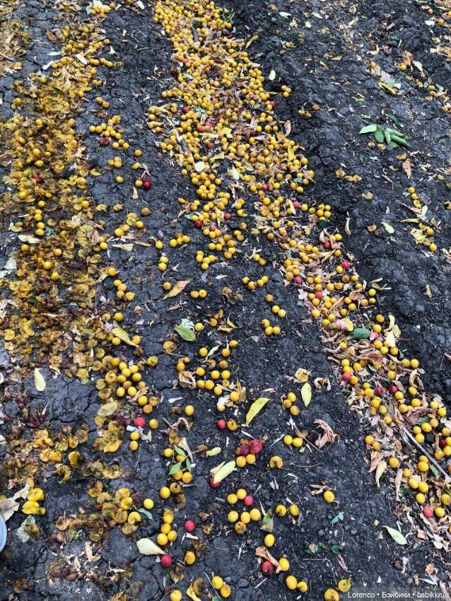 Прогулка в городском лесу