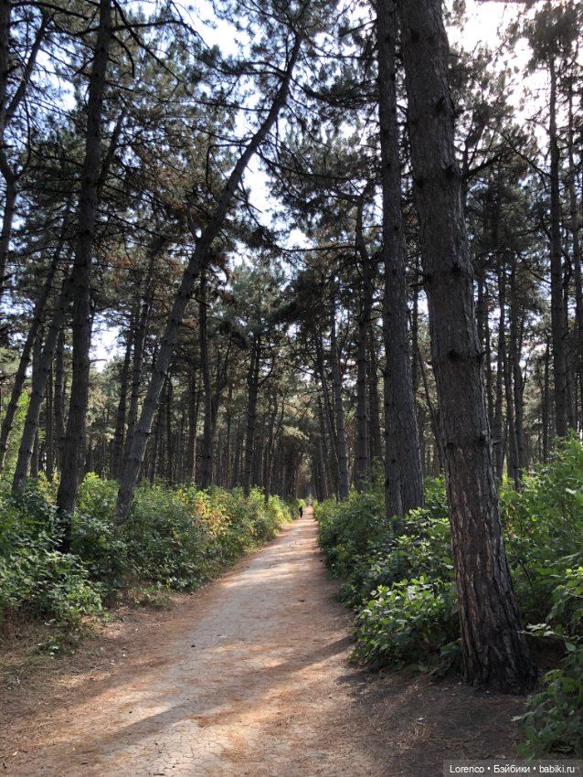 Прогулка в городском лесу