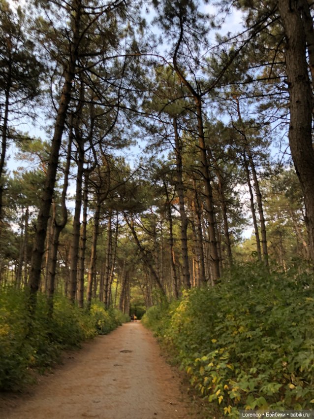 Прогулка в городском лесу