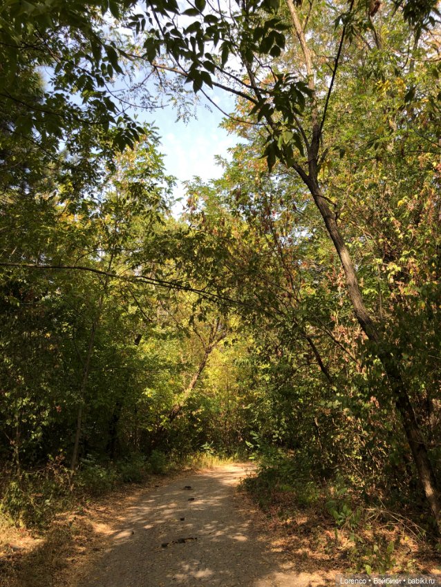 Прогулка в городском лесу