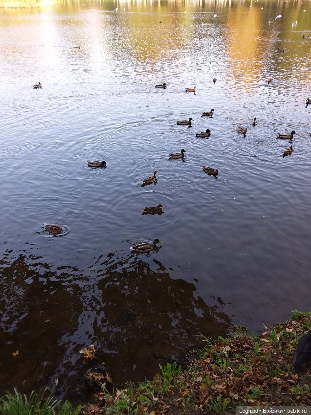 Айсис. Осень — Куклы Bratz (Братц) и Moxie Girlz: MGA