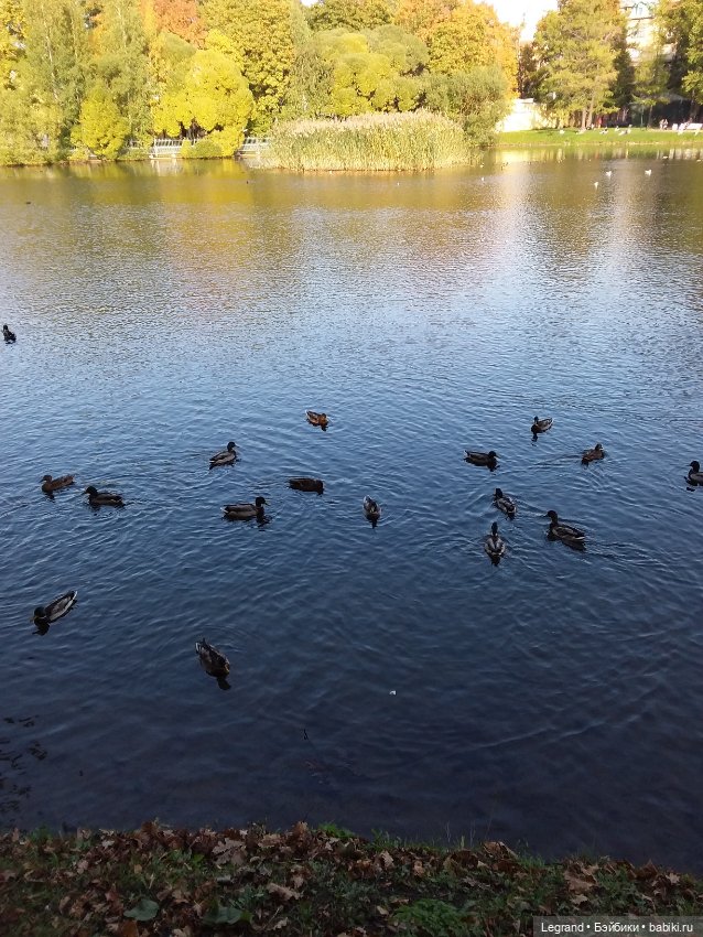 Айсис. Осень — Куклы Bratz (Братц) и Moxie Girlz: MGA (фото 10)