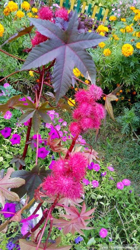 Лето почти ушло, а осень еще не наступила... фото цветов