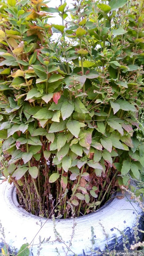 Лето почти ушло, а осень еще не наступила... фото цветов