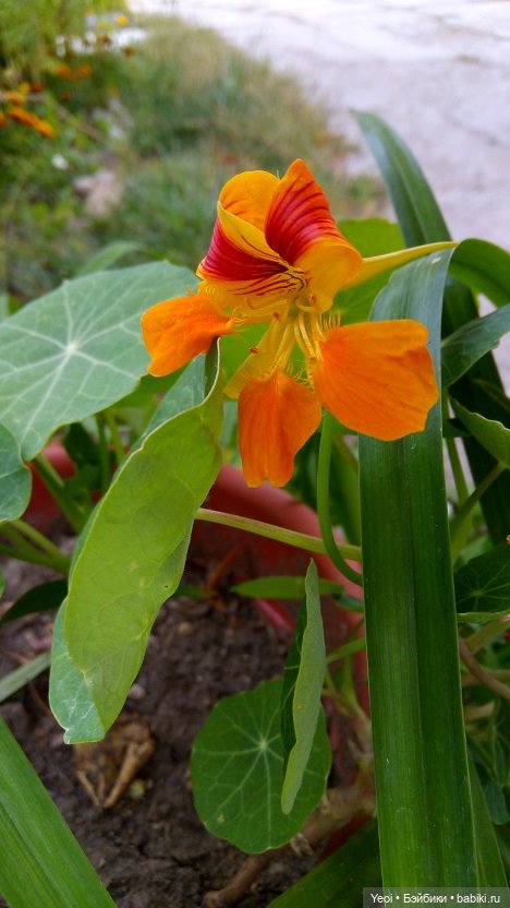 Лето почти ушло, а осень еще не наступила... фото цветов