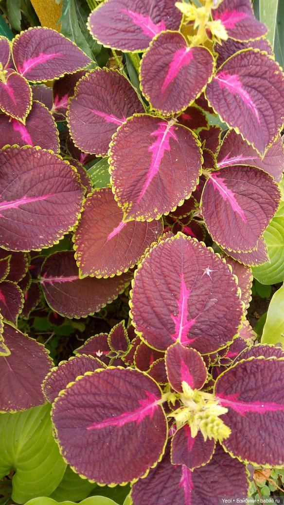 Лето почти ушло, а осень еще не наступила... фото цветов