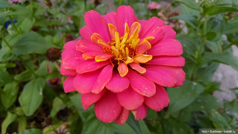 Лето почти ушло, а осень еще не наступила... фото цветов