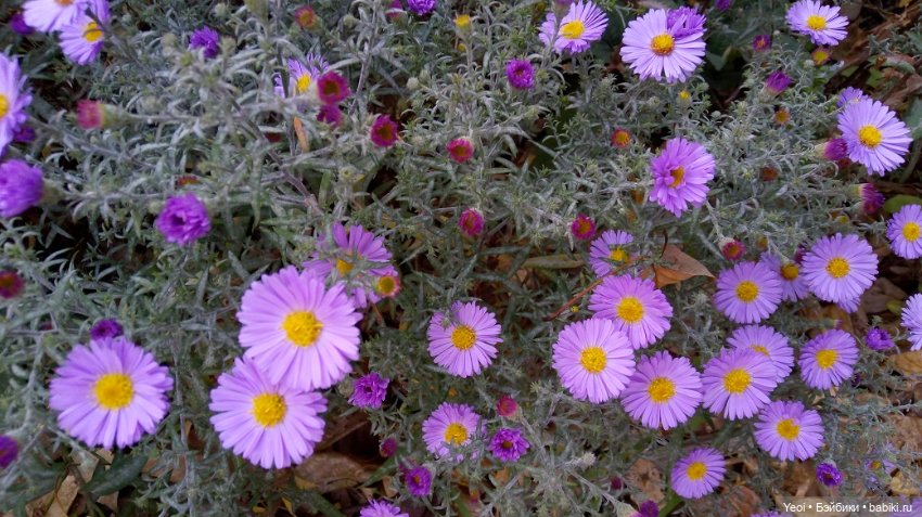 Лето почти ушло, а осень еще не наступила... фото цветов