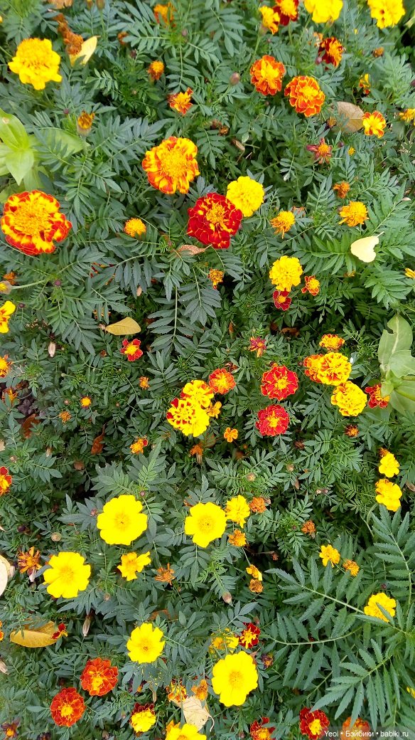 Лето почти ушло, а осень еще не наступила... фото цветов (фото 2)