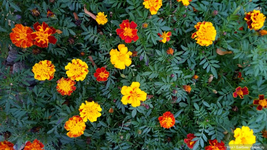 Лето почти ушло, а осень еще не наступила... фото цветов (фото 7)