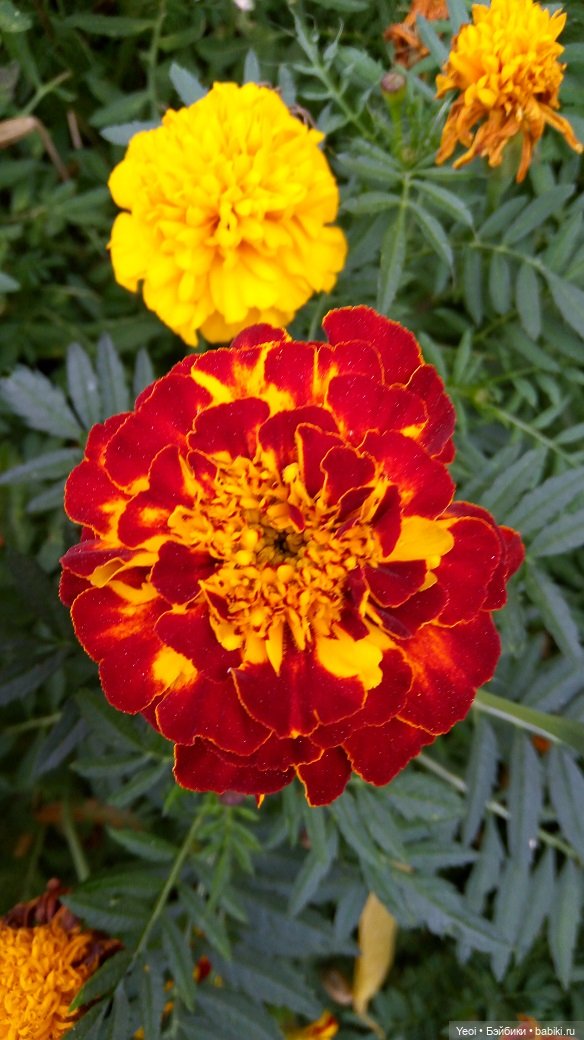 Лето почти ушло, а осень еще не наступила... фото цветов (фото 3)