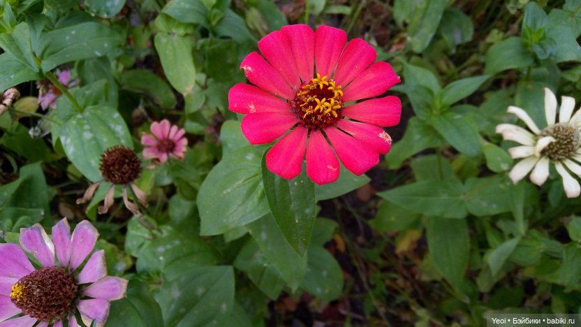 Лето почти ушло, а осень еще не наступила... фото цветов (фото 10)